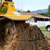 Picture of yellow heavy equipment removing a tree stump