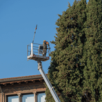 Picture of tree professional in a lift trimming tree branches at the top of a tall tree