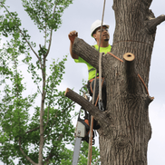 Picture of tree professional trimming branches off a tall tree